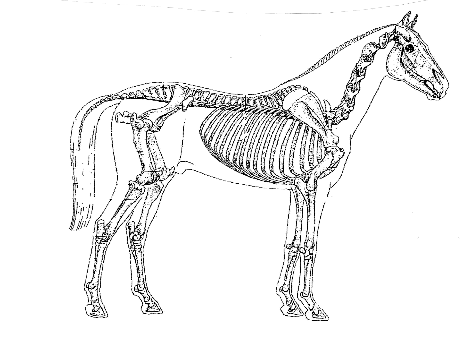 Pferdii