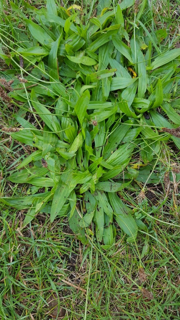 Spitzwegerich